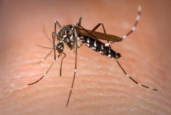 Sorriso: Município teve 286 casos confirmados de dengue em 2023